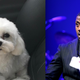 Illustration for article titled Boogotti Is Safe, But the Dognapper Remains at Large